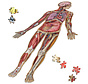 Dr. Livingston's Anatomy: Full Body Puzzle Set