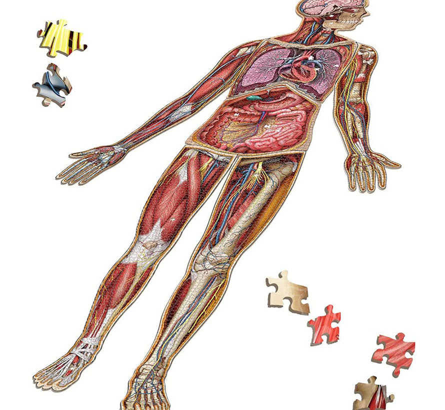 Dr. Livingston's Anatomy: Full Body Puzzle Set