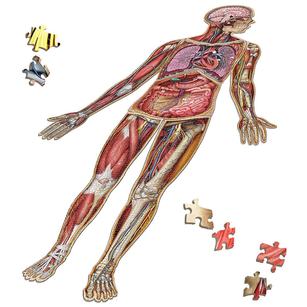 Dr. Livingston's Anatomy Jigsaw Puzzles, Life Science: Educational  Innovations, Inc.