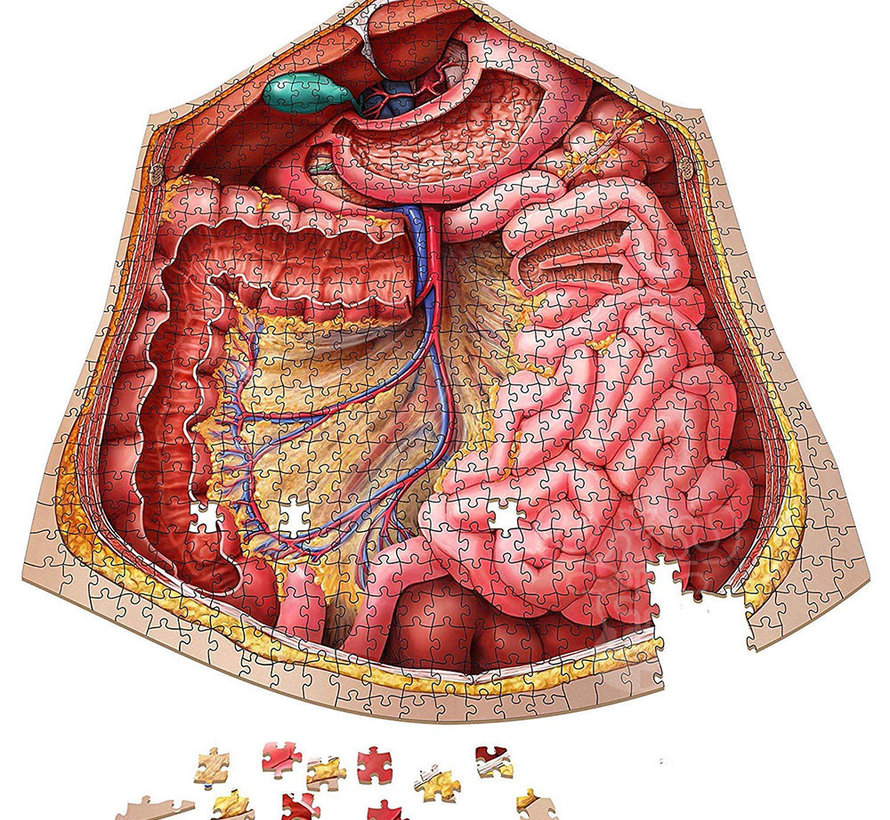 Dr. Livingston's Anatomy: The Human Thorax Puzzle 561pcs