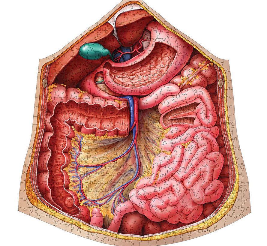 Dr. Livingston's Anatomy: The Human Abdomen Puzzle 511pcs