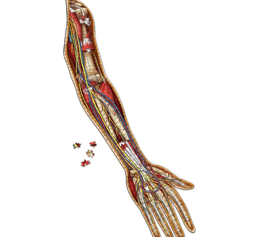 Dr. Livingston's Anatomy: The Human Left Arm Puzzle 472pcs