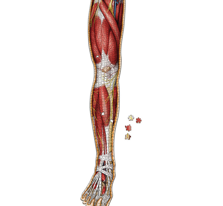 Dr. Livingston's Anatomy: The Human Right Leg Puzzle 848pcs
