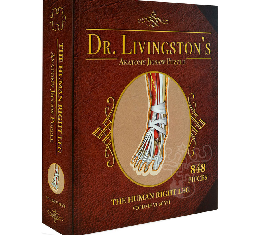 Dr. Livingston's Anatomy: The Human Right Leg Puzzle 848pcs
