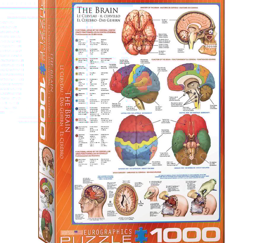 Eurographics Education: The Brain Puzzle 1000pcs