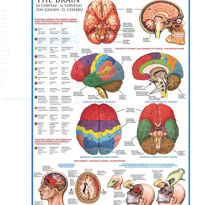 Eurographics Education: The Brain Puzzle 1000pcs