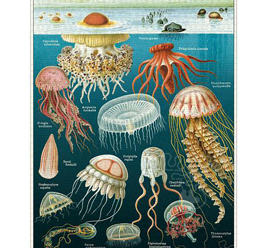 Cavallini Vintage: Jellyfish Puzzle 1000pcs