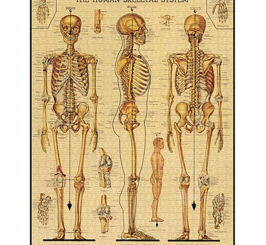 Cavallini Vintage: Skeletal System Puzzle 1000pcs