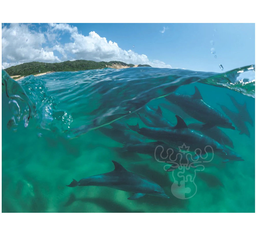 FINAL SALE New York Puzzle Co. National Geographic: Bottlenose Dolphins Puzzle 1000pcs**