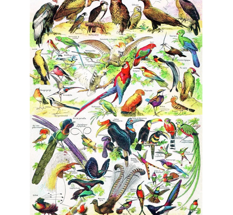New York Puzzle Co. Vintage Collection: Birds ~ Oiseaux Puzzle 1000pcs