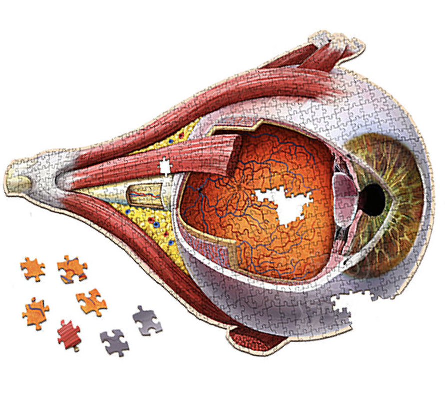 Dr. Livingston's Anatomy: The Human Eye Puzzle 544pcs