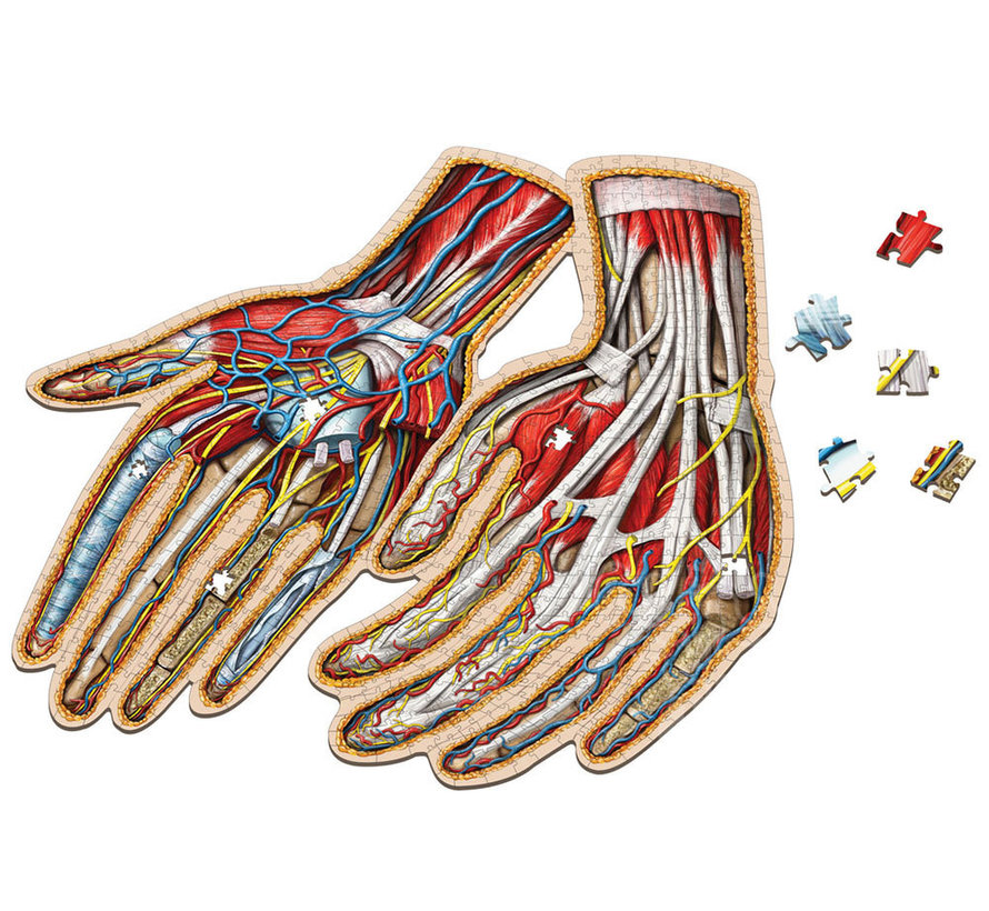 Dr. Livingston's Anatomy: The Human Hands Puzzle 512pcs
