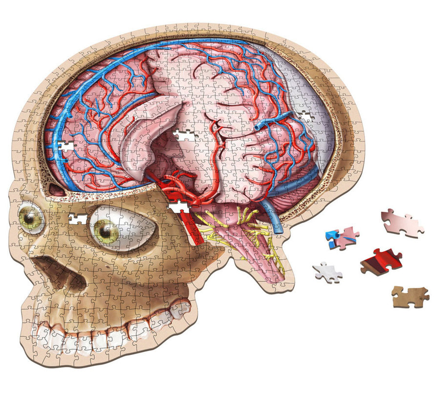 Dr. Livingston's Anatomy: The Human Brain Puzzle 662pcs