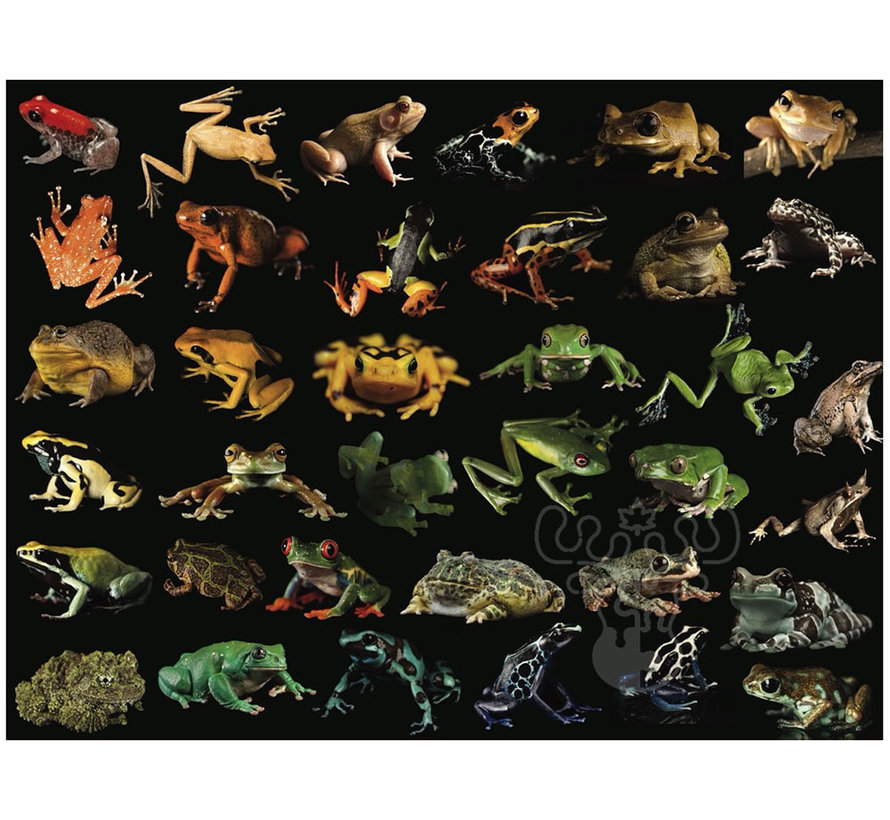 New York Puzzle Co. National Geographic: Photo Ark Frogs Puzzle 500pcs