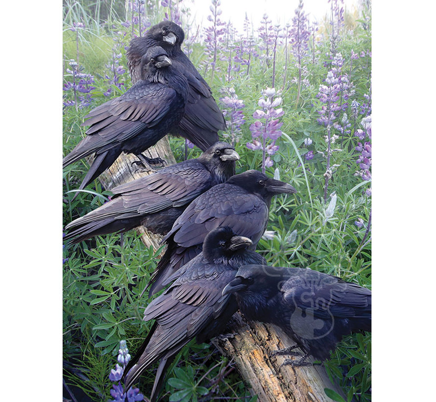 Cobble Hill Raven Rendezvous Puzzle 1000pcs