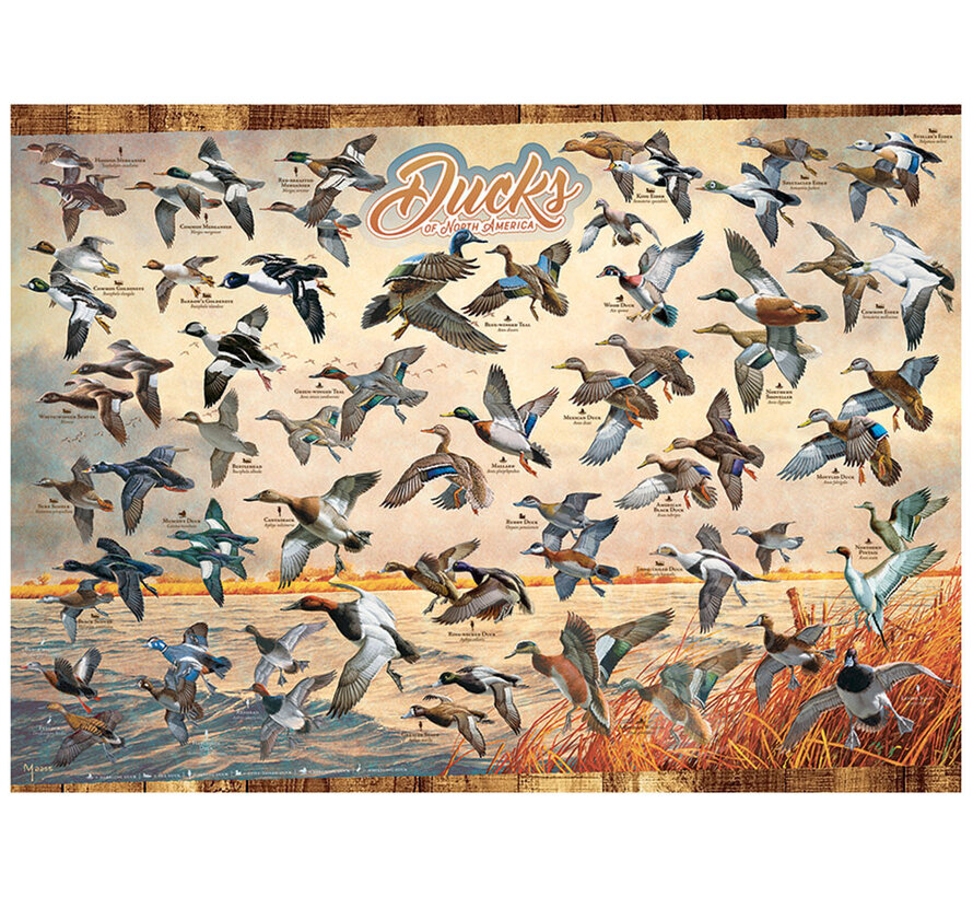Cobble Hill Ducks of North America Puzzle 1000pcs