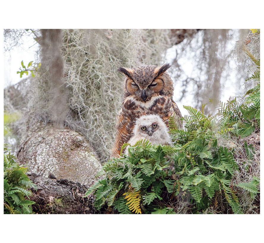 Cobble Hill Great Horned Owl Puzzle 1000pcs