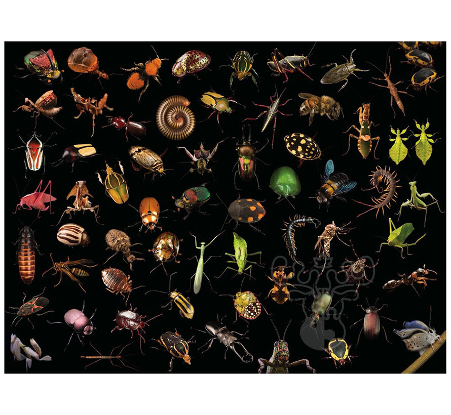 FINAL SALE New York Puzzle Co. National Geographic: Photo Ark Insects Puzzle 500pcs