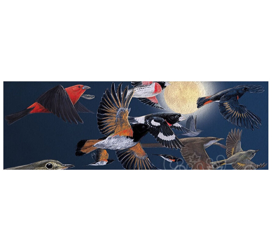 FINAL SALE New York Puzzle Co. Cornell Lab: Midnight Migration Panoramic Puzzle 500pcs