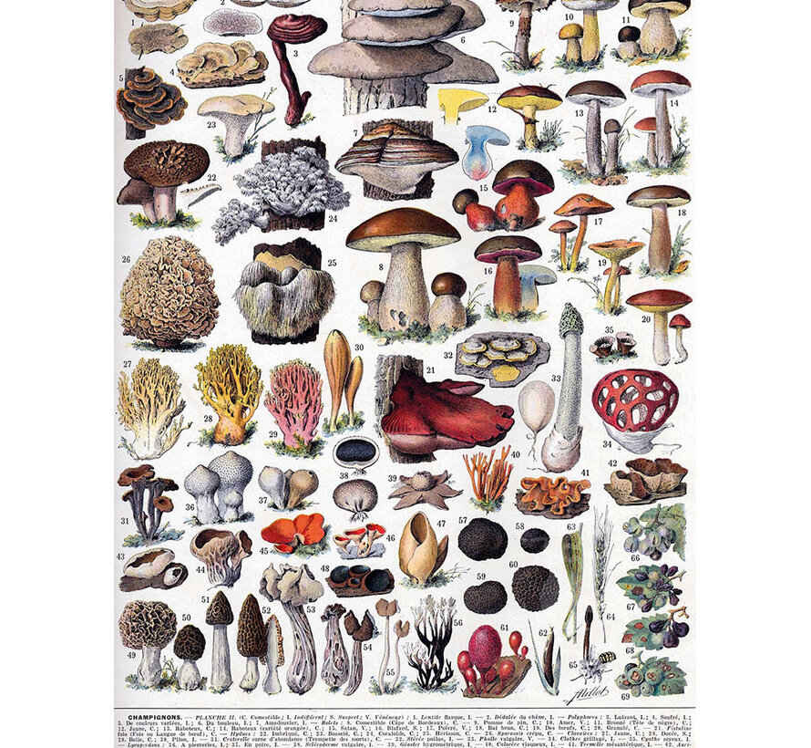 Michèle Wilson Millot: Mushrooms Wood Puzzle 250pcs