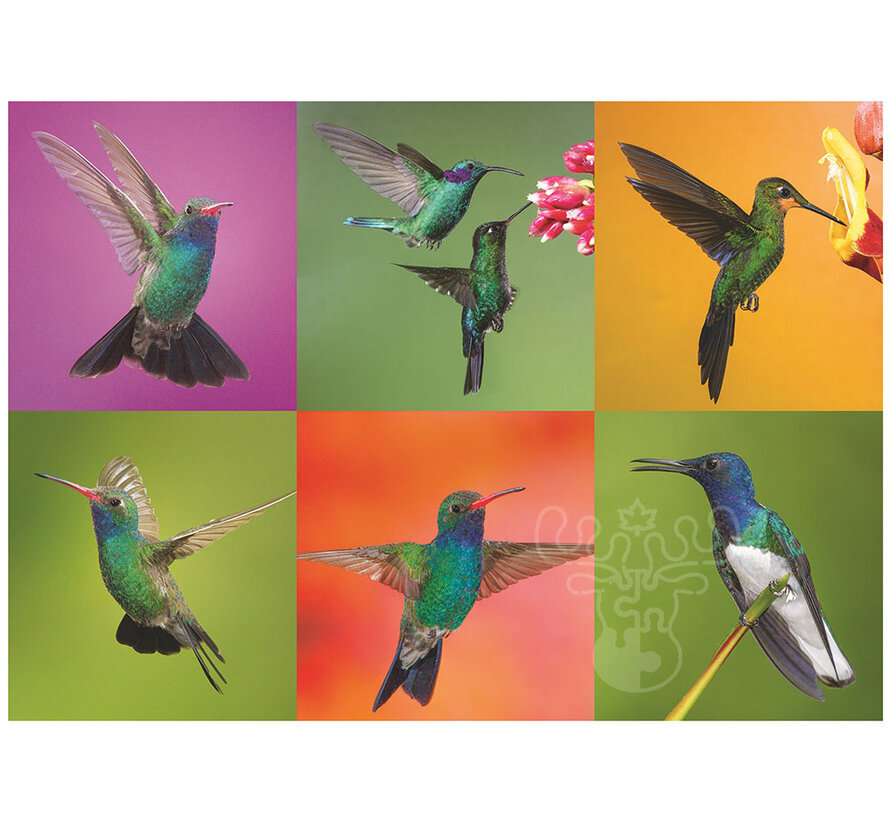 Pierre Belvedere Dubuc: Hummingbird Collage Puzzle 500pcs