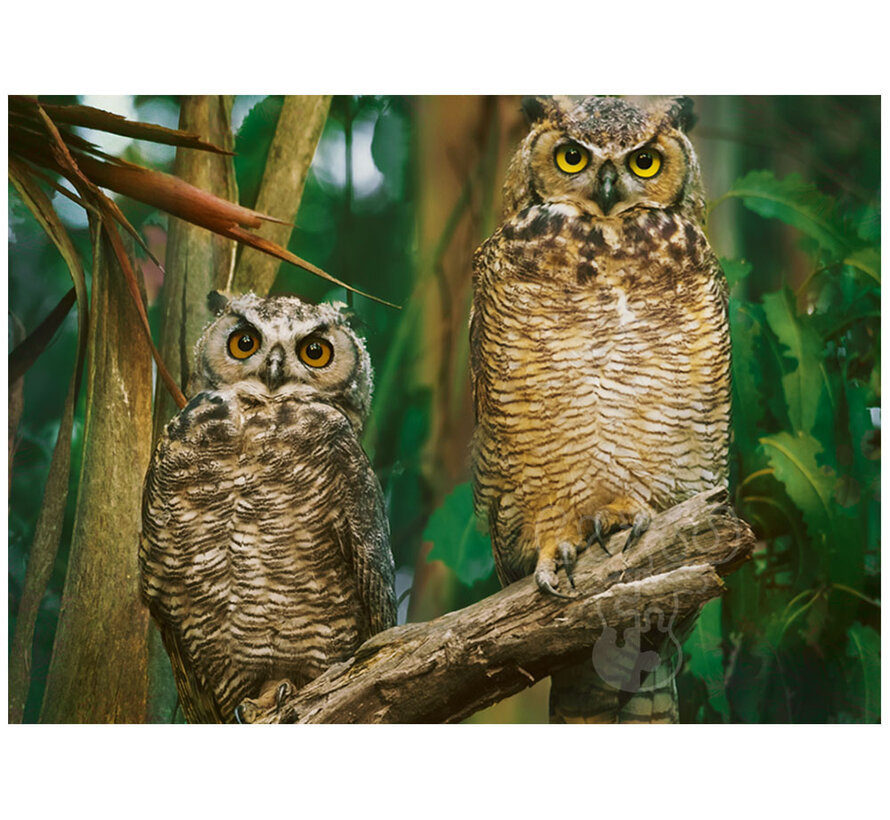 Trefl Snowy Owls Puzzle 1000pcs