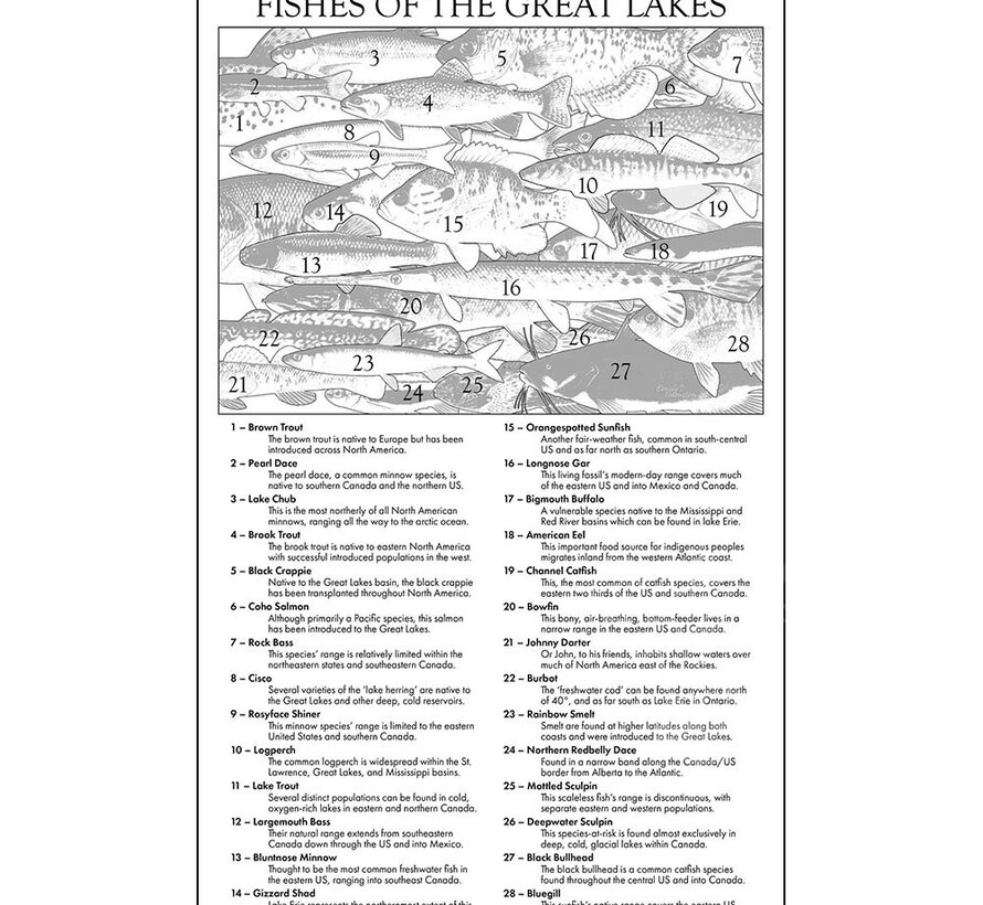 The Occurrence Fishes Of The Great Lakes Puzzle 1008pcs