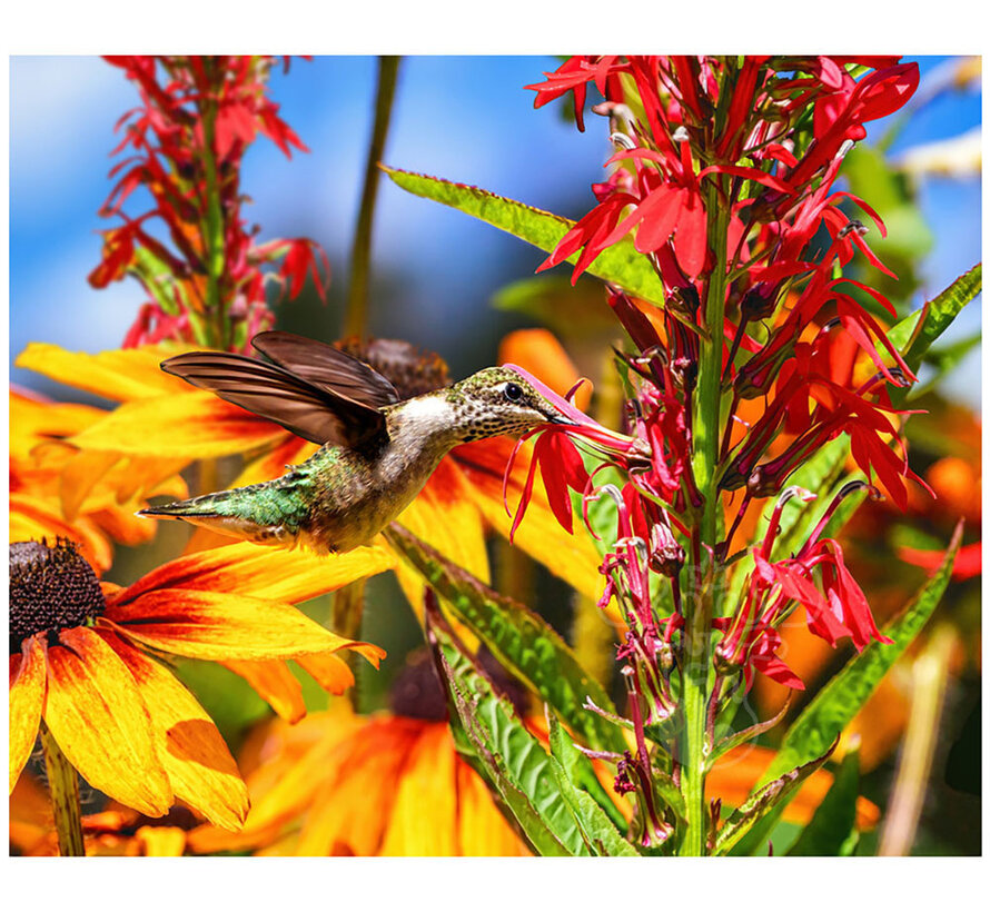 Springbok Summer Hummingbird Puzzle 500pcs RETIRED