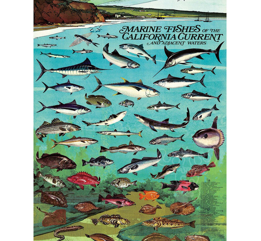 FINAL SALE New York Puzzle Co. Vintage Collection: Fishes of the California Current Puzzle 1000pcs