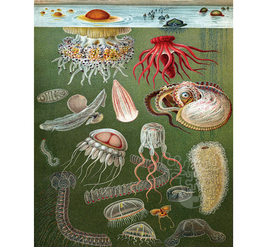 FINAL SALE New York Puzzle Co. Vintage Collection: Under the Sea Puzzle 1000pcs