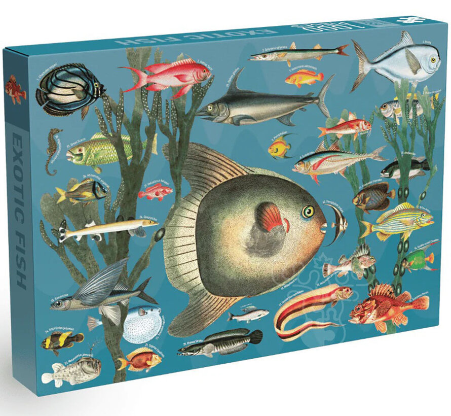 Penny Puzzle Exotic Fish Puzzle 1000pcs
