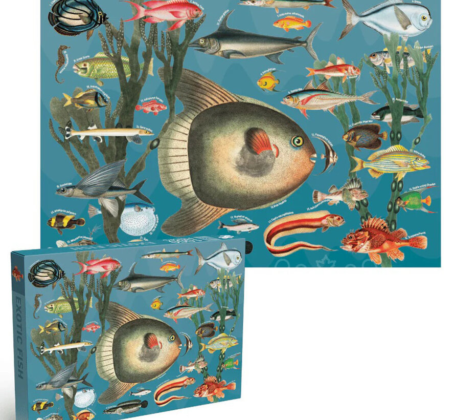 Penny Puzzle Exotic Fish Puzzle 1000pcs