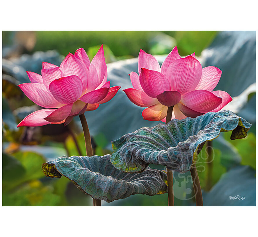 CherryPazzi Pink Lotus Flowers Puzzle 500pcs