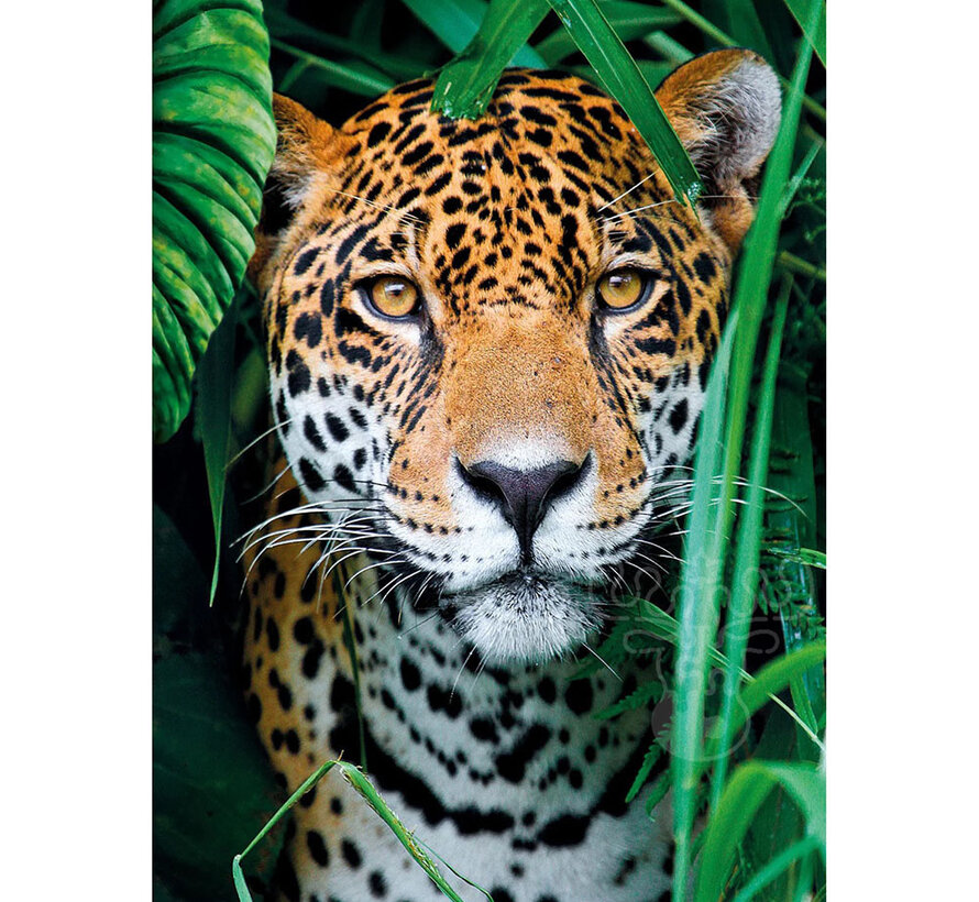 Clementoni Jaguar in the Jungle Puzzle 500pcs
