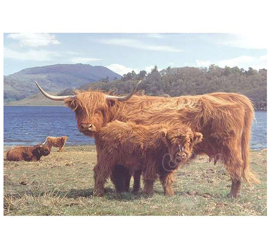 House of Puzzles Highlanders Puzzle 1000pcs