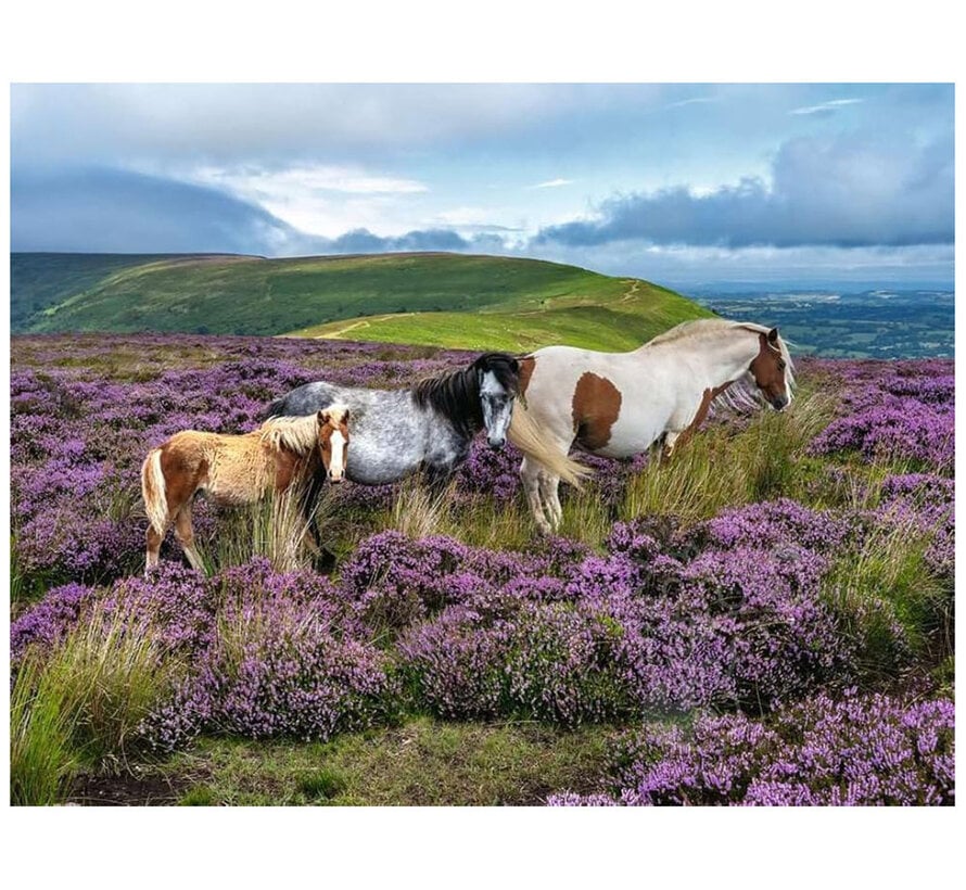 Ravensburger Wild Horses in the Heather Puzzle 2000pcs
