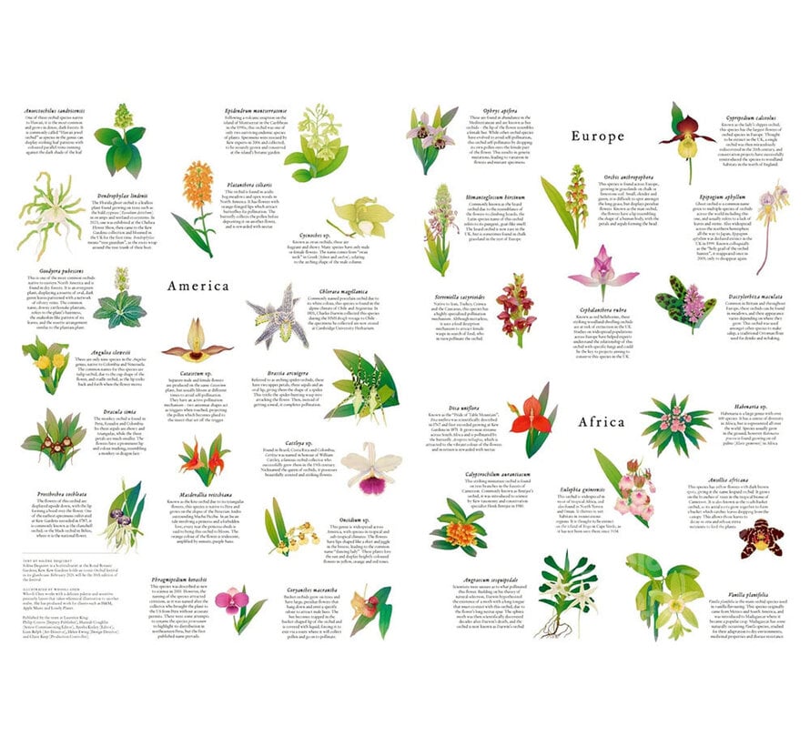 Laurence King Around the World in 50 Orchids Puzzle 1000pcs