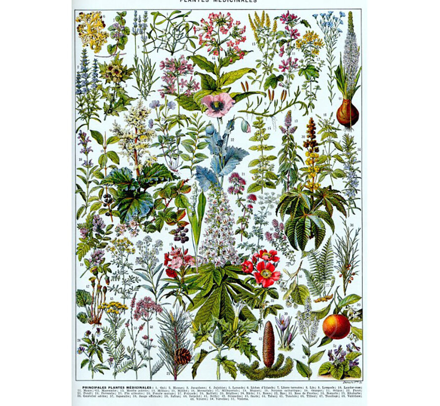 Grafika Larousse: Medicinal Plants Puzzle 1000pcs