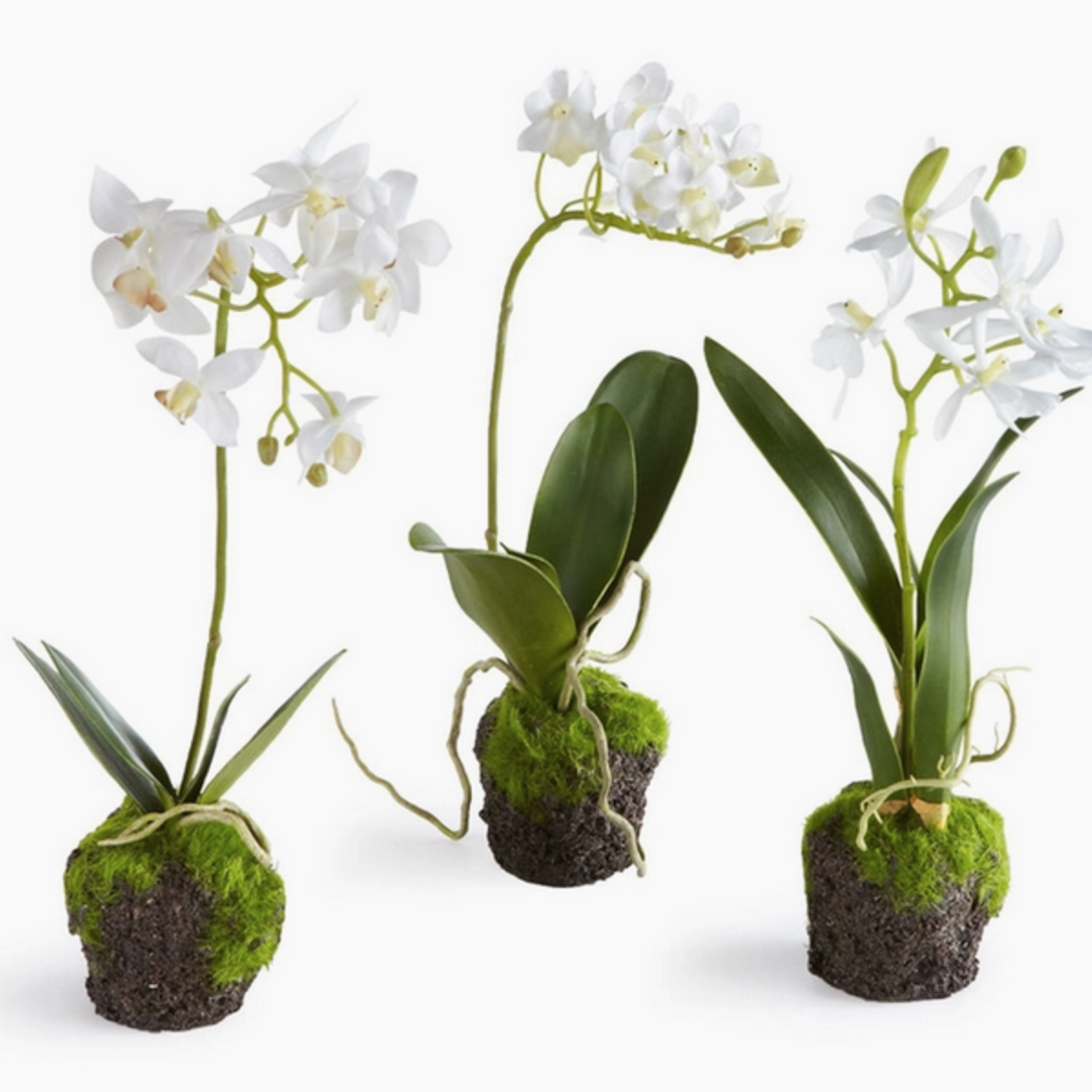 Dendrobium Orchid Drop-Ins