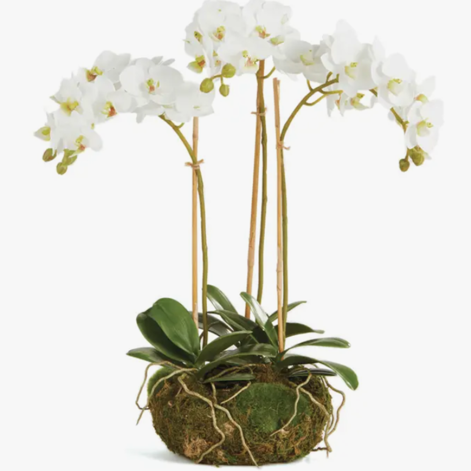 Phalaenopsis Orchid Drop-In