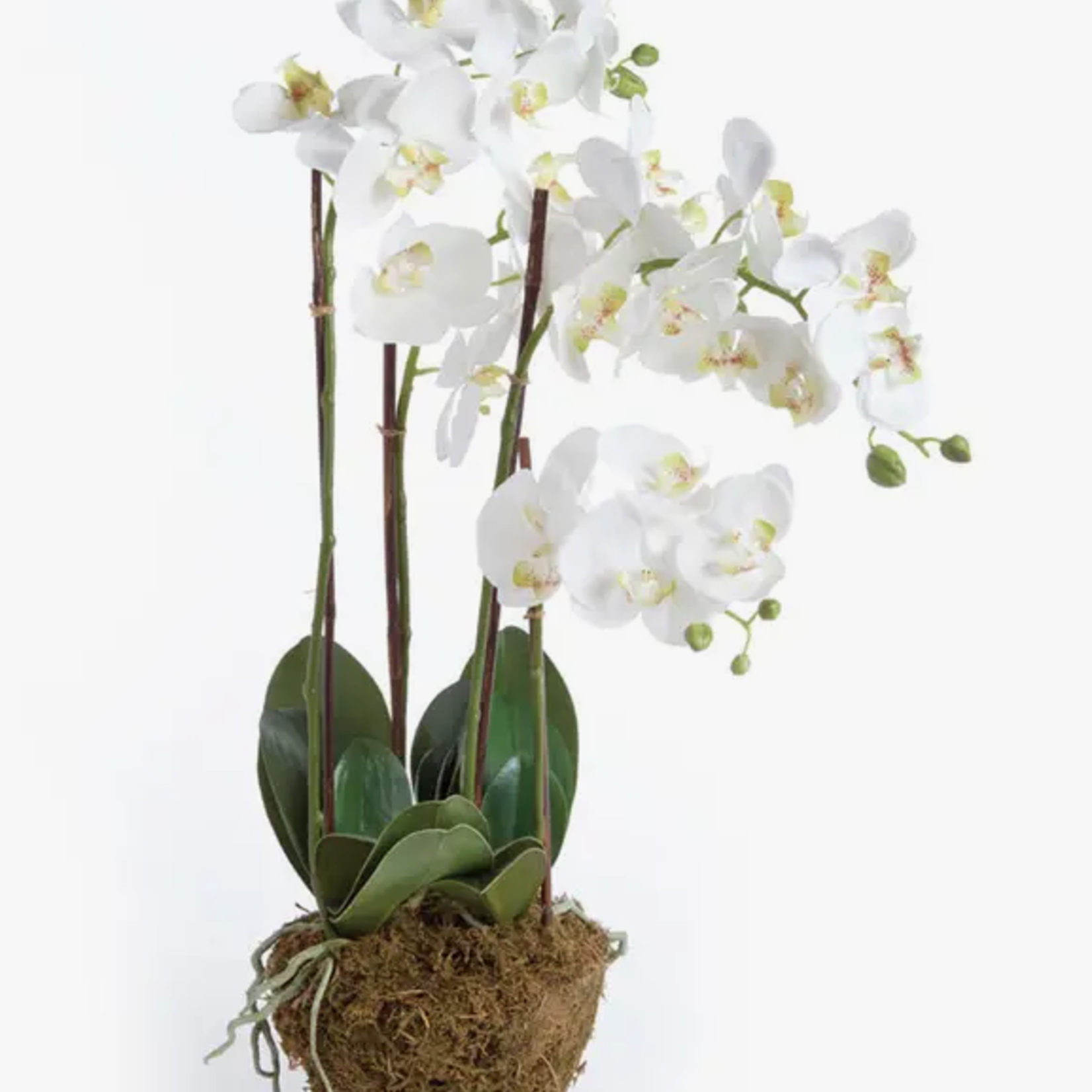 Phalaenopsis Orchid Drop-In