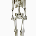 Faire/Worth Imports 60" Life Size Hanging Skeleton