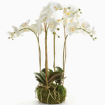 Phalaenopsis Orchid Bowl Drop-in 25"