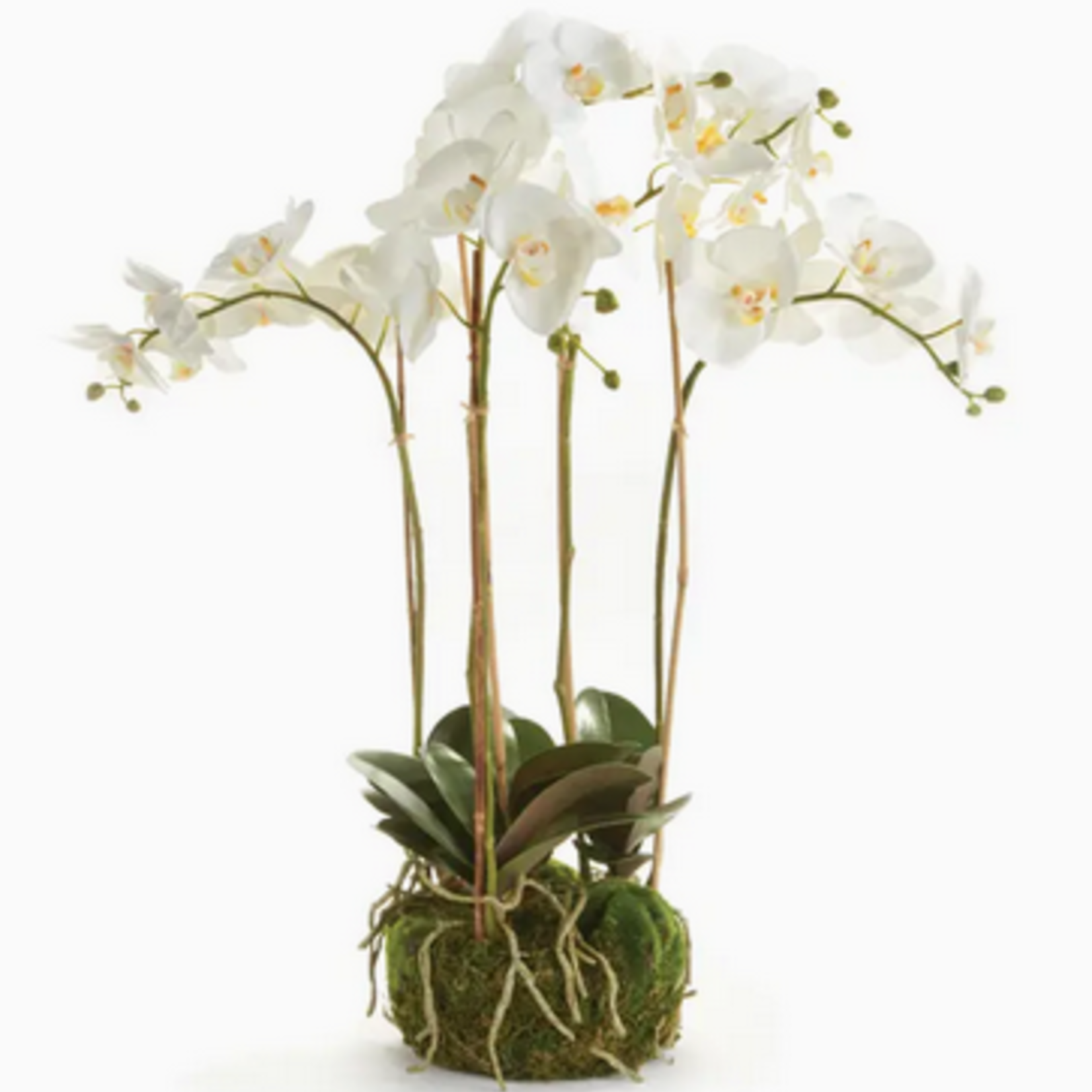 Phalaenopsis Orchid Bowl Drop-in 25"