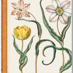 Taschen Basilius Besler, The Garden at Eichstatt