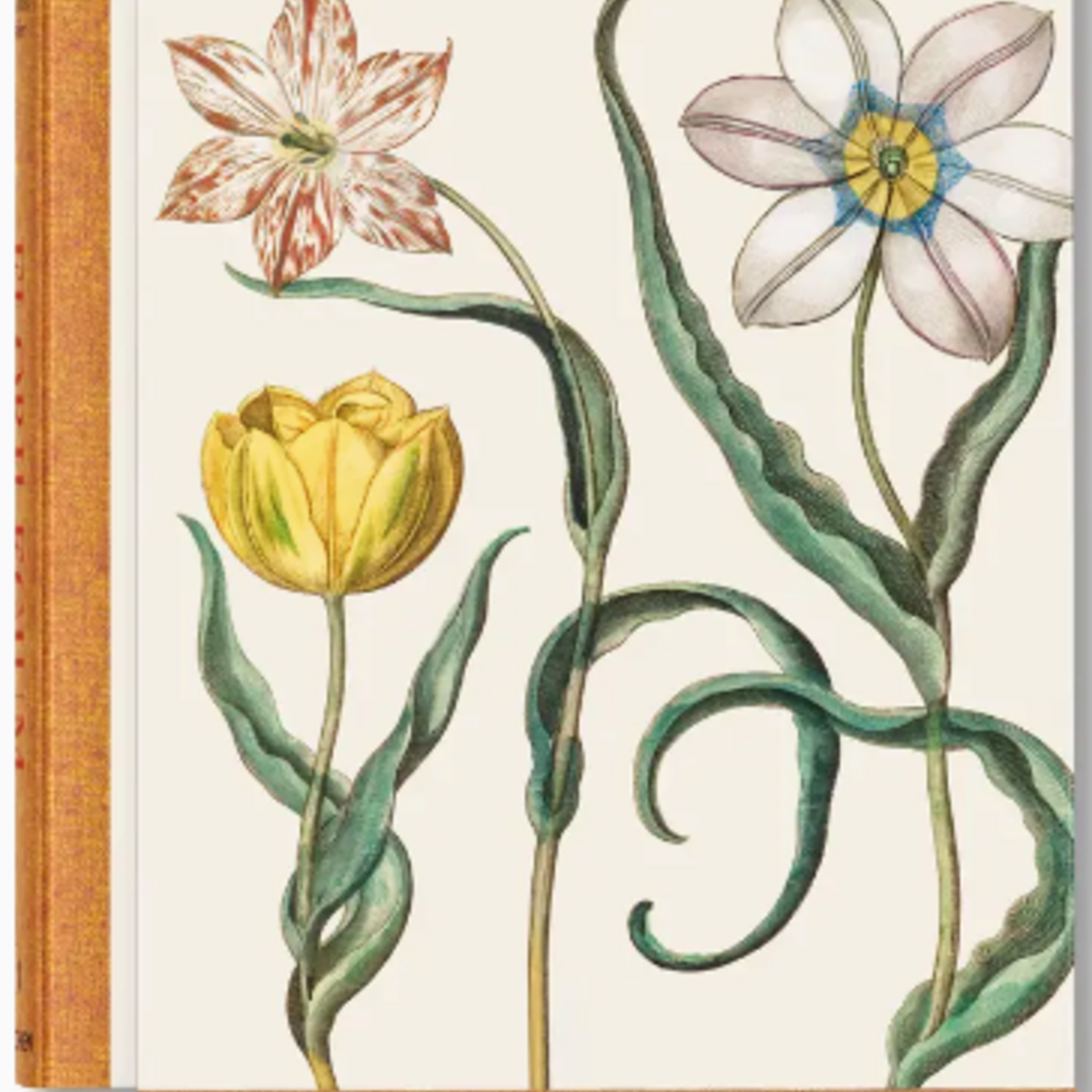 Taschen Basilius Besler, The Garden at Eichstatt