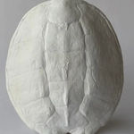 House Parts Sea Turtle Shell White  13" L x 12" W x 4" H