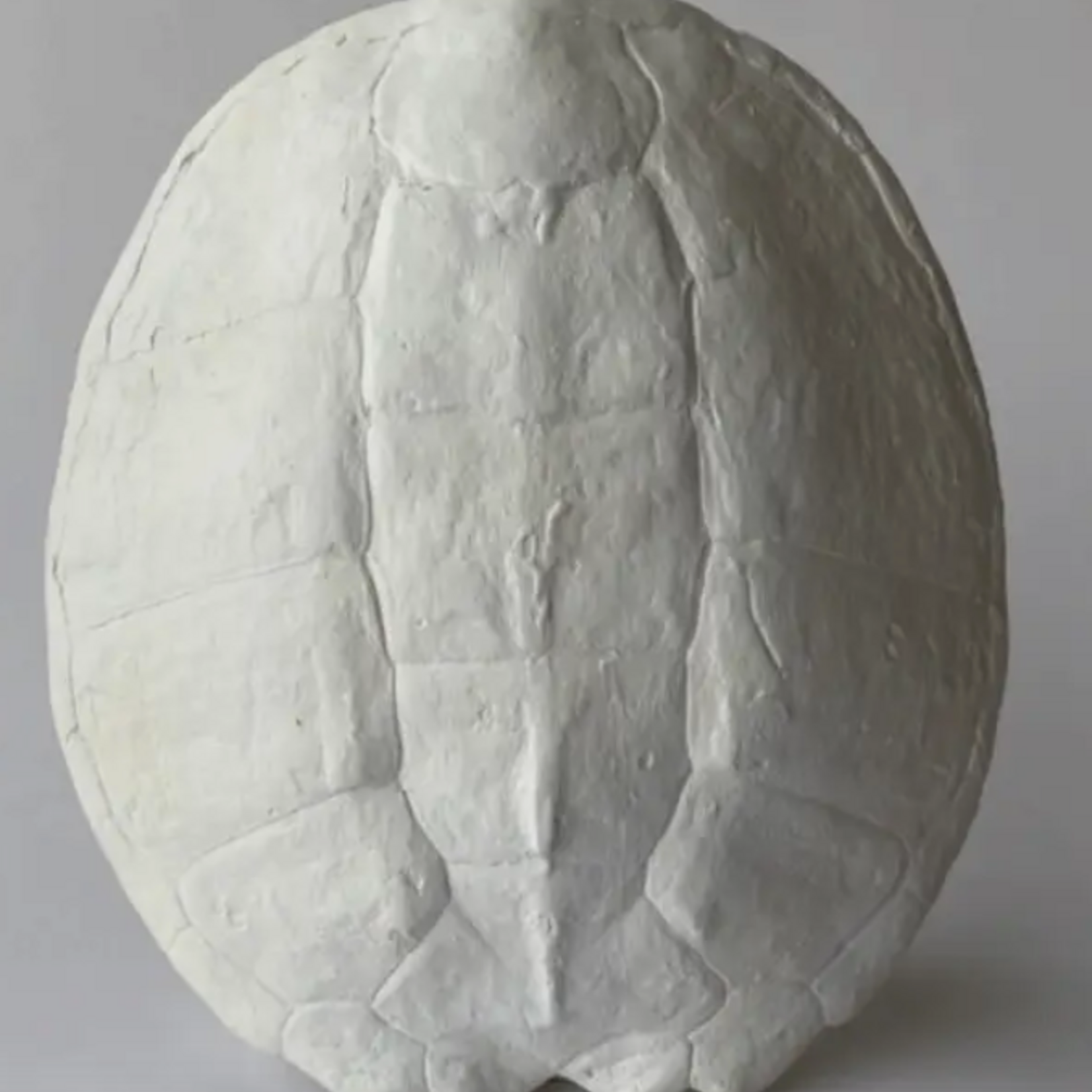 House Parts Sea Turtle Shell White  13" L x 12" W x 4" H