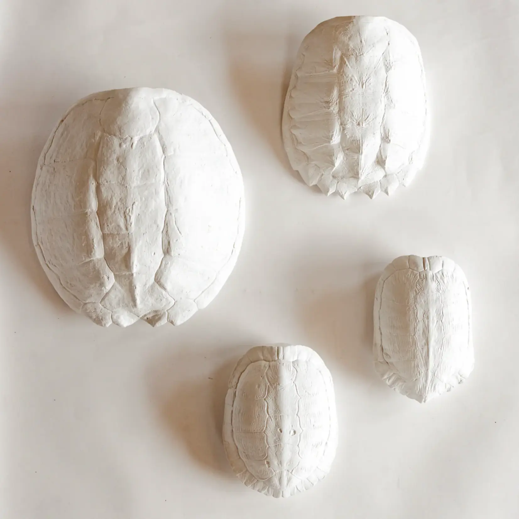 House Parts Sea Turtle Shell White  13" L x 12" W x 4" H