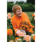 Poster - Ed Sheeran: Rose Field